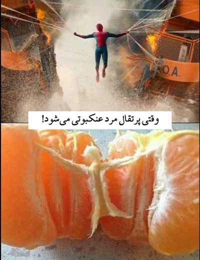 balkhab--پرتقال-عنکبوتی