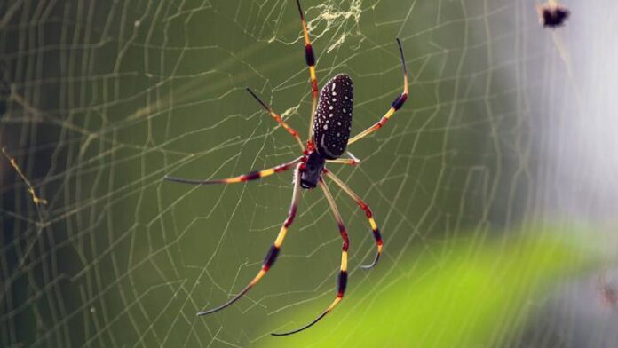 Why don't spiders stick to their webs?
